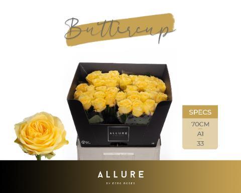 Rosa grootbloemig Buttercup