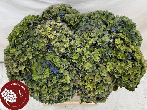 Hydrangea macrophylla Royal Kiss (classic)