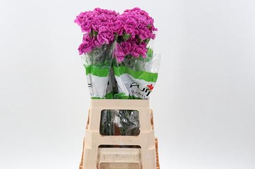 Dianthus standaard 'Farida'