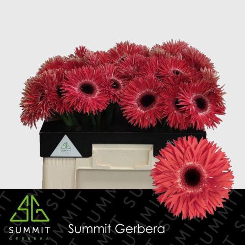 Gerbera grootbloemig spinvormig Katie+