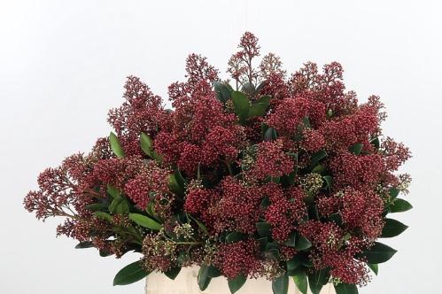 Skimmia per bos japonica 'Rubella'