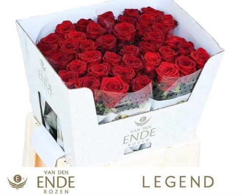 Rosa grootbloemig Red Naomi!