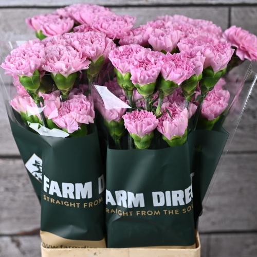 Dianthus standaard Clearwater