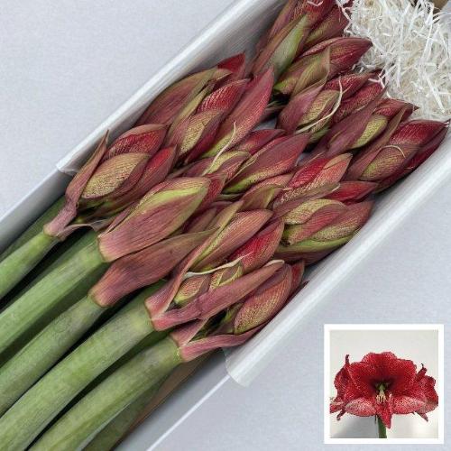 Hippeastrum Galaxy Grp 'Maestro'