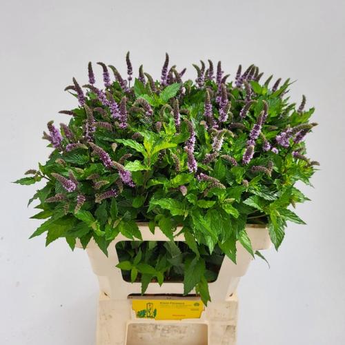 Mentha 'Tigra'