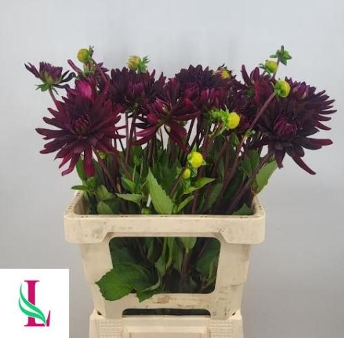 Dahlia 'Chat Noir'