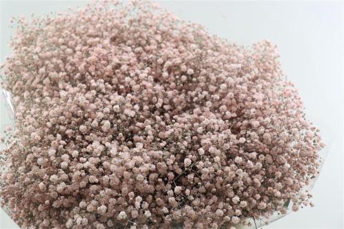 Gypsophila overig kleurbehandeld H%