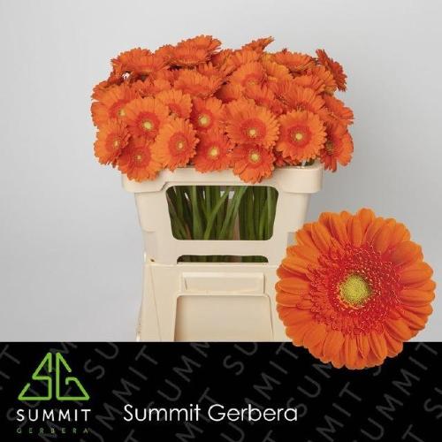Gerbera mini Max