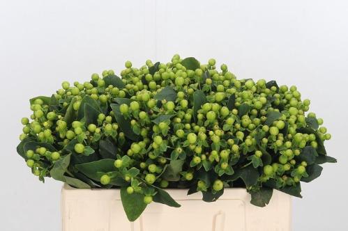 Hypericum x inodorum Magical Green Revival