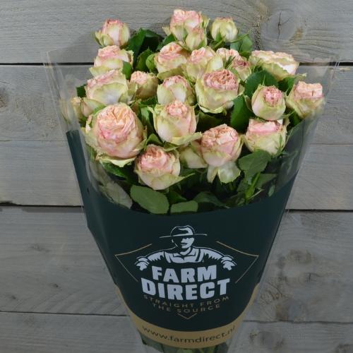 Rosa tros Gentle Trendsetter