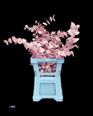 Eucalyptus cinerea kleurbehandeld per bos H%