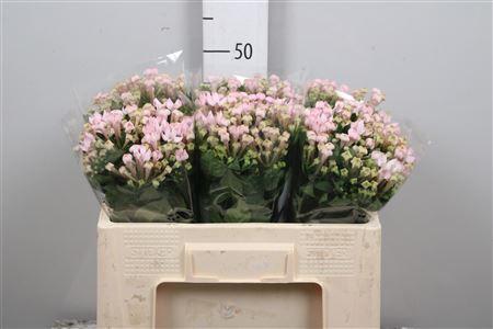 Bouvardia enkelbloemig Sweet Jewel
