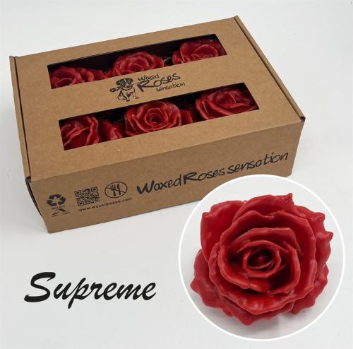 Rosa grootbloemig gewaxt H%