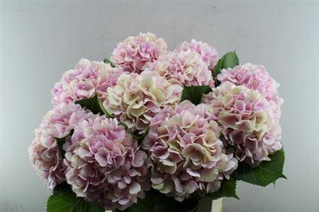 Hydrangea macrophylla 'Verena' (classic)