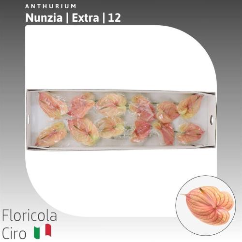 Anthurium Andreanum Grp Nunzia