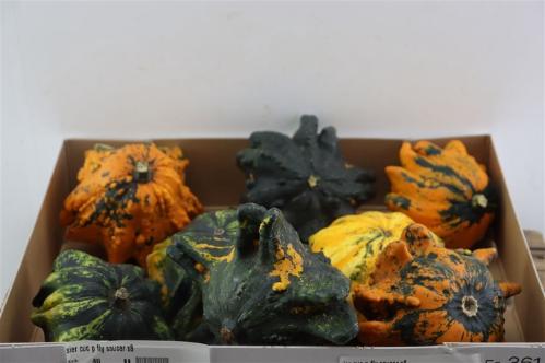 Cucurbita pepo 'Flying Saucer'