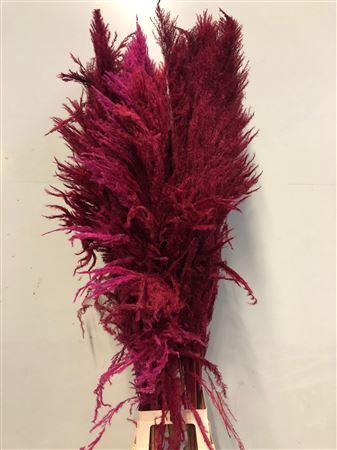 Cortaderia overig