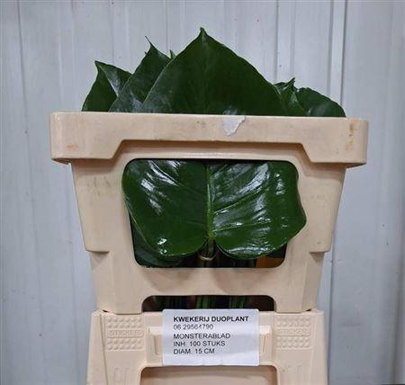 Monstera (blad)