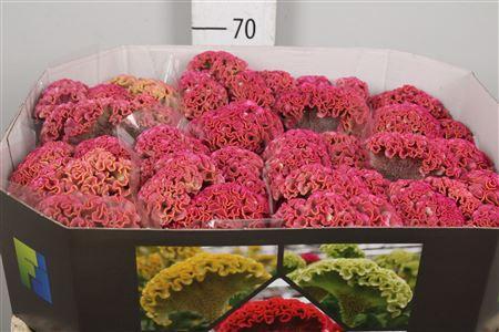 Celosia argentea (Cristata Grp) 'Reprise Rose'