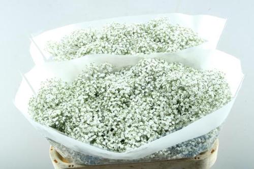 Gypsophila paniculata 'Million Stars'