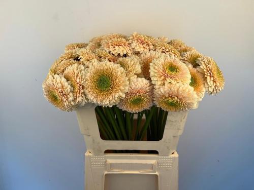 Gerbera mini bolvormig Bolero SaturnSaturn