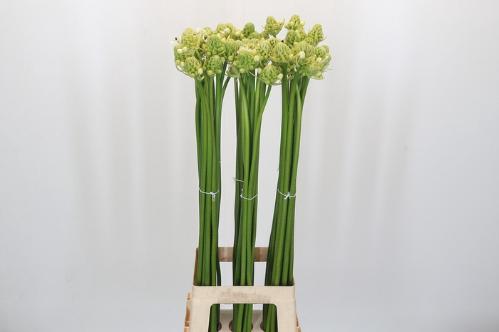 Ornithogalum saundersiae