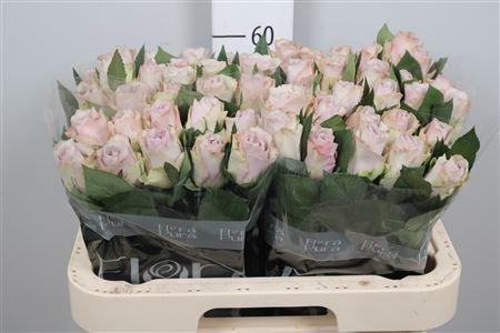 Rosa grootbloemig Paladio