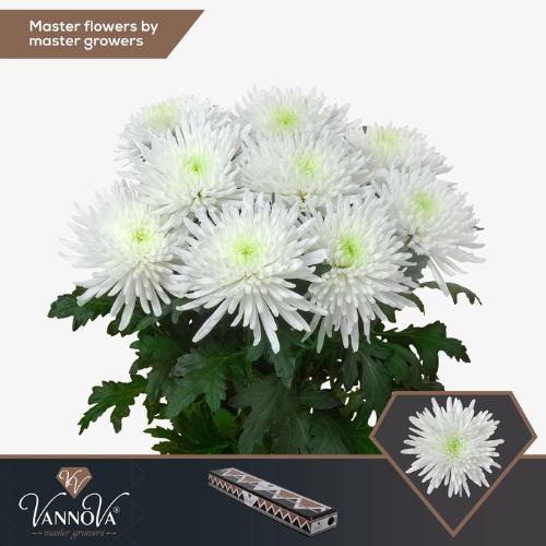 Chrysanthemum (Indicum Grp) geplozen Topspin