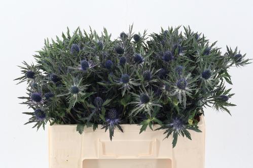 Eryngium Orion Questar