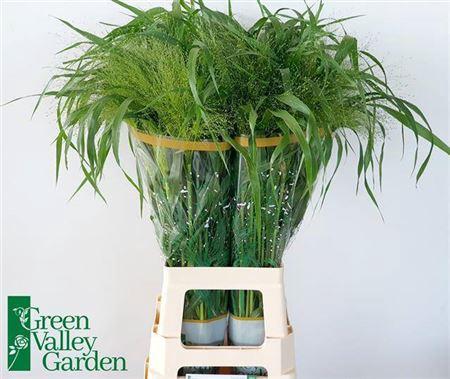 Panicum 'Fountain'