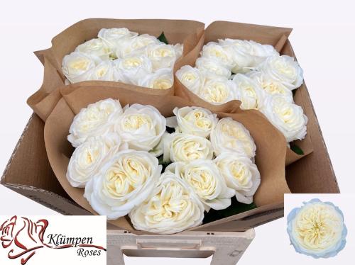 Rosa grootbloemig Chic White!