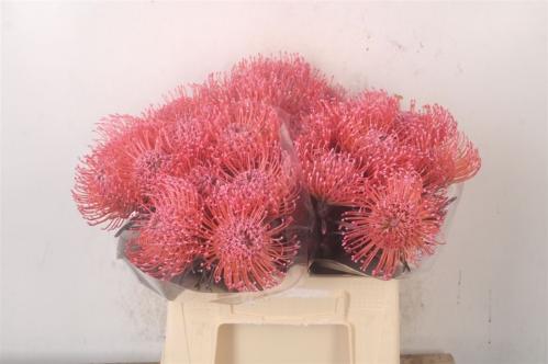 Leucospermum 'Naomi' kleurbehandeld H%