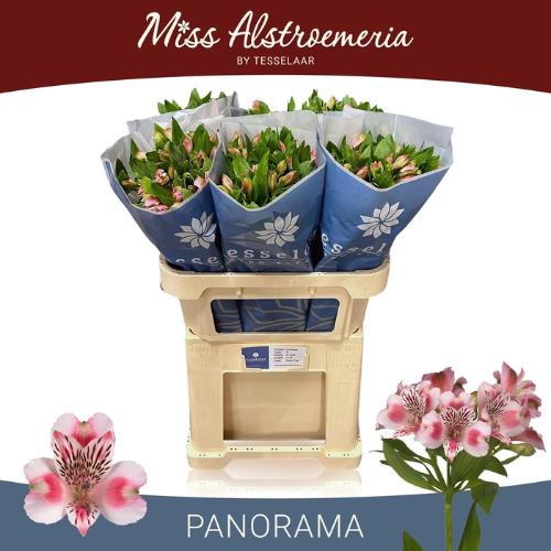 Alstroemeria Panorama