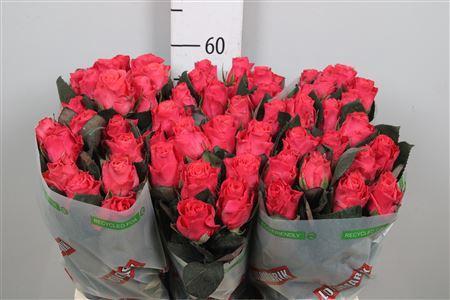 Rosa grootbloemig Pink Tacazzi+