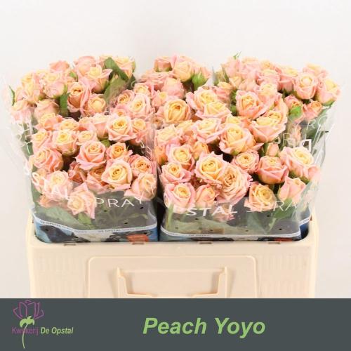 Rosa tros Peach Yo-Yo