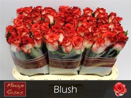 Rosa grootbloemig Blush