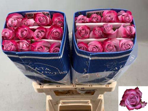 Rosa grootbloemig Deep Purple