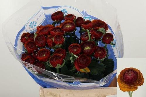 Ranunculus asiaticus Success Nerone