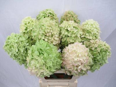 Hydrangea paniculata Magical Candle