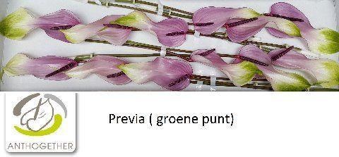 Anthurium Andreanum Grp Previa