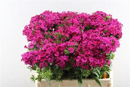 Dianthus barbatus 'Amazon Neon Cherry'