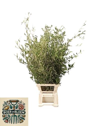 Olea europaea