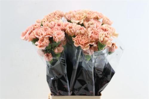 Dianthus standaard Caramel