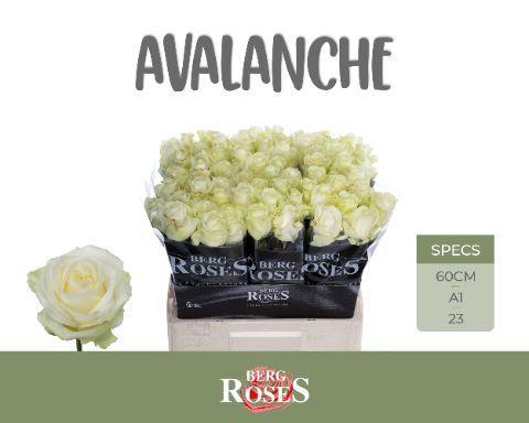 Rosa grootbloemig Avalanche+