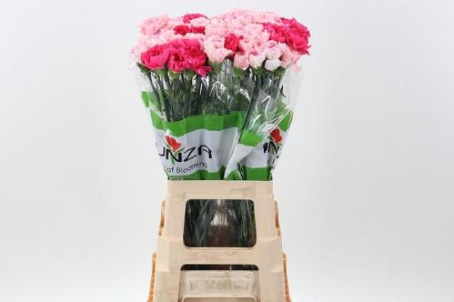 Dianthus standaard gemengd in bos