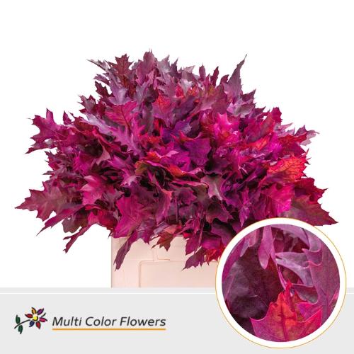 Quercus rubra kleurbehandeld H%