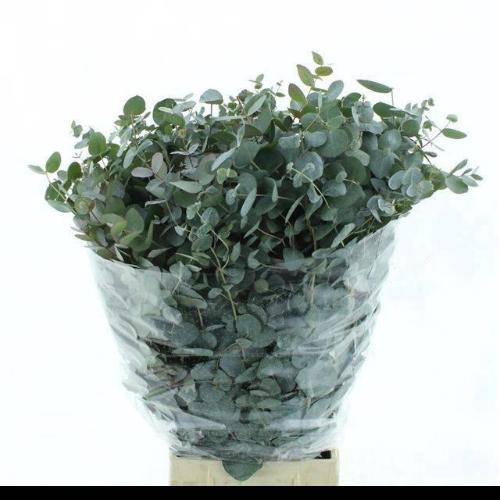 Eucalyptus per bos cinerea