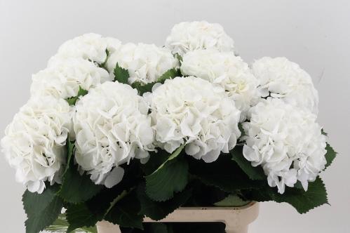 Hydrangea macrophylla 'Schneeball'