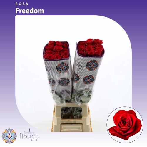 Rosa grootbloemig Freedom