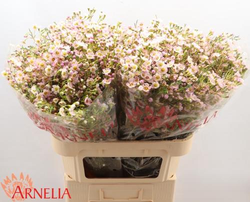 Chamelaucium 'Choir Girl'